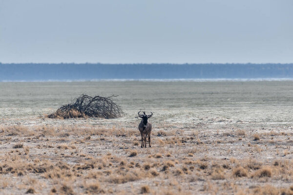 Один гну на равнинах Этоши
