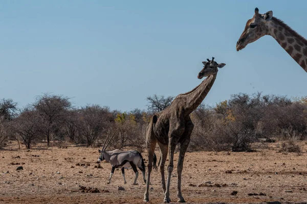 Yaşlı bir zürafa Etosha 'da bir su birikintisine yaklaşıyor.