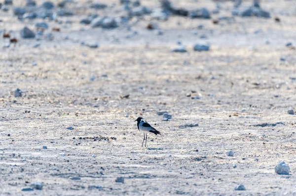 A Blacksmith Lapwing - Vanellus armatus- in Etosha — стокове фото