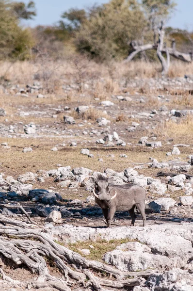 Warthogs in Nationaal Park Etosha — Stockfoto