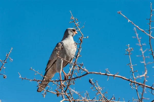 Etosha Ulusal Parkı 'ndaki şubede oturan Solgun İlahi Şahin Melierax kanorusu.