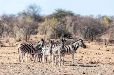 Etosha'da bir grup Zebra