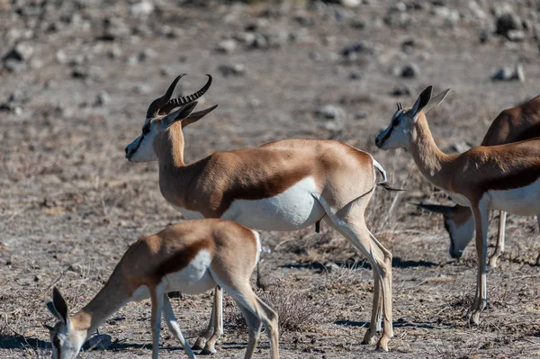 Impalas no Parque Nacional de Etosha — Fotografia de Stock