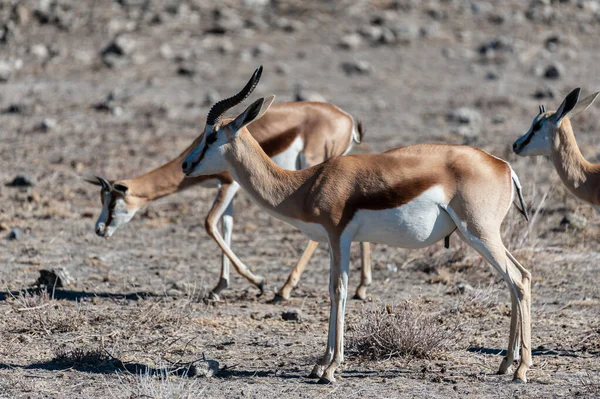 Impalas v národním parku Etosha — Stock fotografie