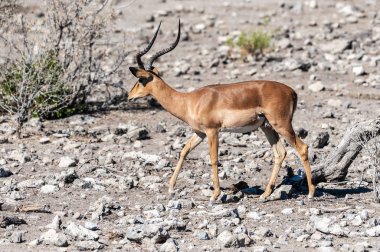Impalas- Etosha Ulusal Parkı