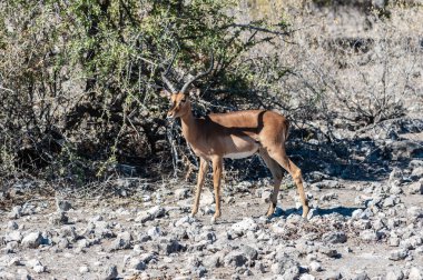 Impalas- Etosha Ulusal Parkı