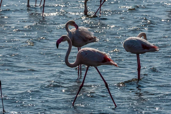 Flamengos på Walvis Bay — Stockfoto