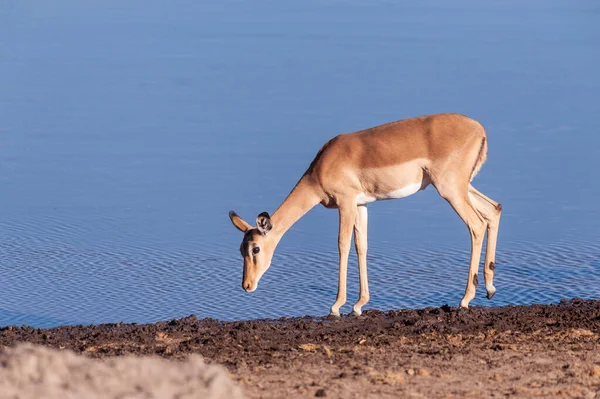 Close-up van een Impala in de buurt van een Waterhole — Stockfoto