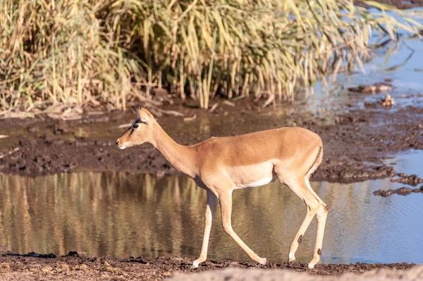 Primer plano de un Impala cerca de un pozo de agua —  Fotos de Stock