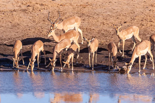 Impalas iszik vízlyuk — Stock Fotó