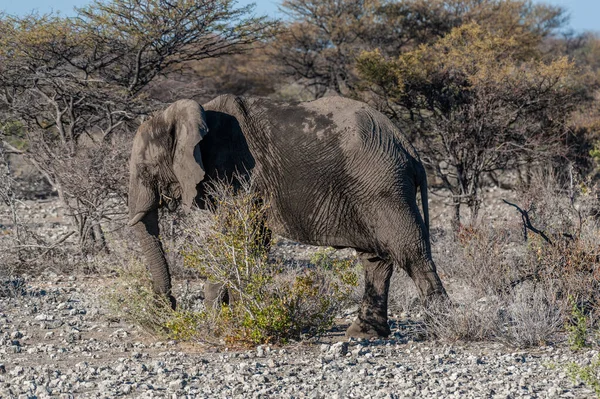 Zbliżenie afrykańskiego słonia przechodzącego przez — Zdjęcie stockowe