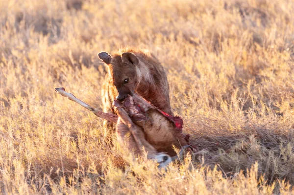Vazut Hyena cu prada — Fotografie, imagine de stoc