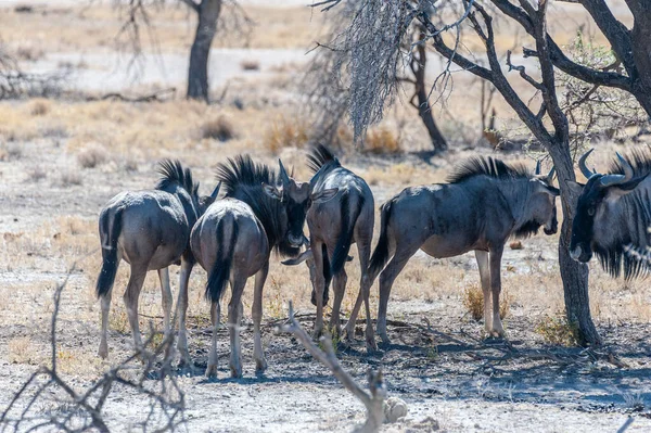 Vilddjursbete i Etosha — Stockfoto