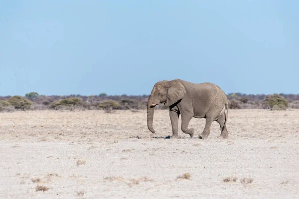 Samotny męski słoń spacery po równinach Parku Narodowego Etosha — Zdjęcie stockowe