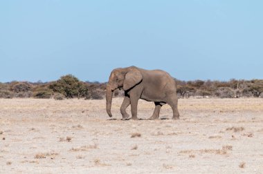 Etosha Milli Parkı Ovaları Boyunca Yürüyen Yalnız Bir Erkek Fil