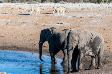 İki Erkek Fil Bir Su Deliğinden İçme.