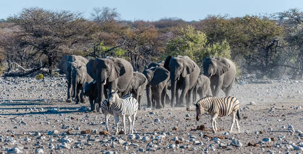 에 토샤에 있는 물웅덩이로 다가가는 아프리카코끼리 떼 — 스톡 사진