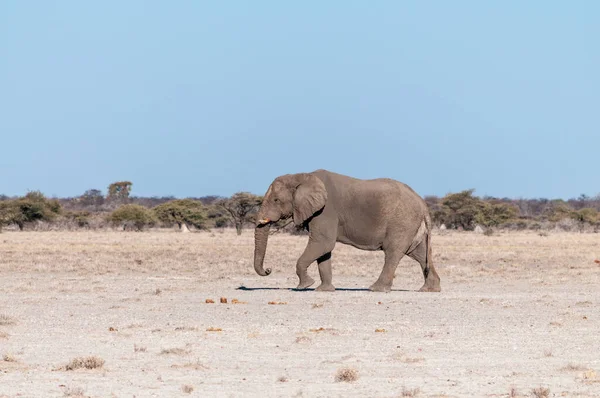 Um elefante macho solitário caminhando pelas planícies do Parque Nacional de Etosha — Fotografia de Stock