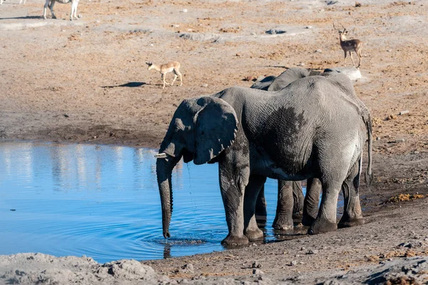 Two Male Elephants Drinking from a water hole. — Stock Photo, Image