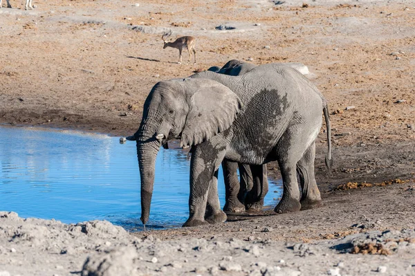 Dos elefantes machos bebiendo de un pozo de agua . —  Fotos de Stock