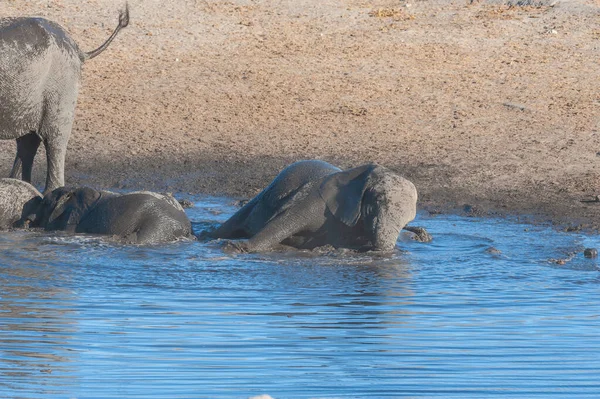 물구멍에서 목욕하는 젊은 아프리카 코끼리 — 스톡 사진