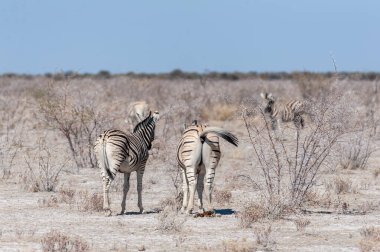 Burchell zebra - Equus quagga burchelli- Etosha ovalarında otluyor
