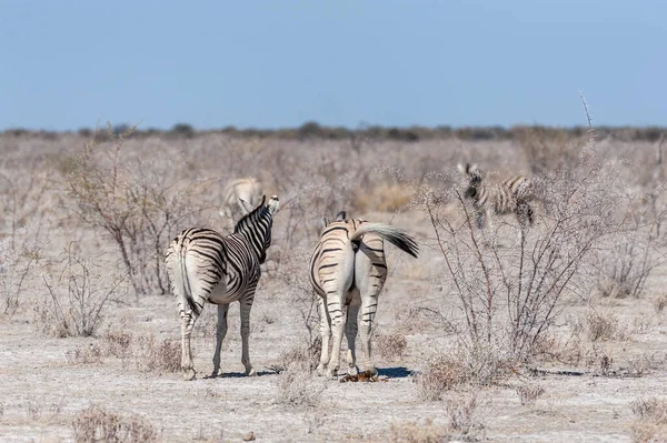 Burchell zebra -Equus quagga burchelli- Grazen op de vlakten van Etosha — Stockfoto