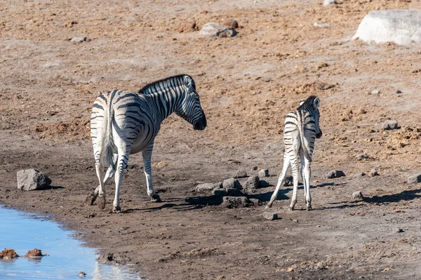 Etosha nemzeti park zebrák. — Stock Fotó