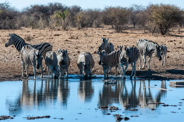Grupa zebry w Etosha — Zdjęcie stockowe