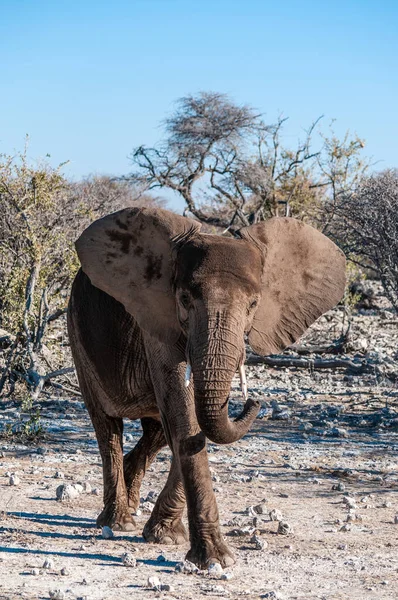 非洲大象经过的特写 — 图库照片