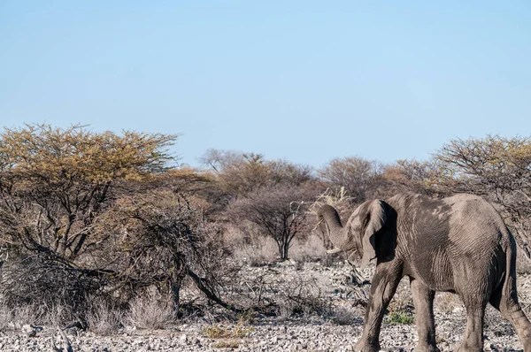 Close-up van een Afrikaanse olifant passeren door — Stockfoto