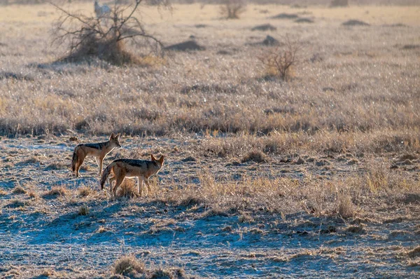 Dos Chacal de caza en Etosha —  Fotos de Stock