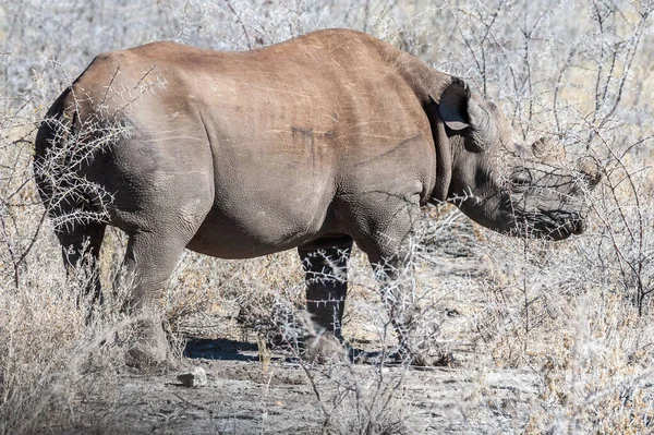 Czarne Rhinoceros przeglądanie pod drzewem. — Zdjęcie stockowe