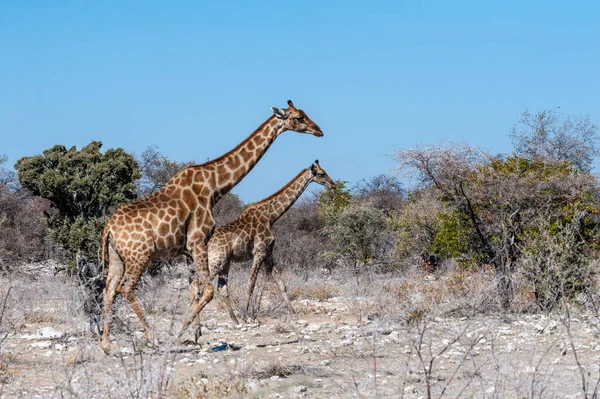 Girafas no Parque Nacional de Etosha — Fotografia de Stock