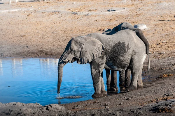Két férfi elefántok alkoholfogyasztás a víz lyuk. — Stock Fotó