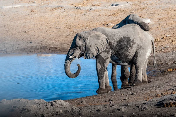 Dva mužští sloni pili z vodní díry. — Stock fotografie