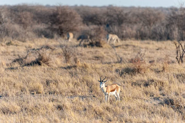 Impalas en el Parque Nacional Etosha —  Fotos de Stock