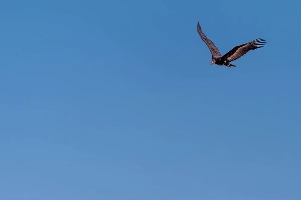 Sup bělohlavý v letu přes Etosha — Stock fotografie