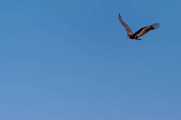 Vithövdad gam i flykt över Etosha — Stockfoto