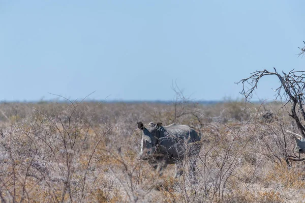 Vita noshörningar bete på slätterna i Etosha National Park — Stockfoto