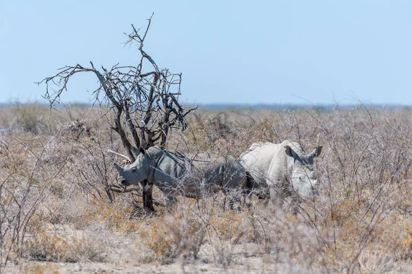 Rinocerontes blancos paseando por las llanuras del Parque Nacional Etosha —  Fotos de Stock