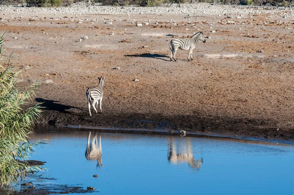 Giraffe un'Impala vicino a una pozza d'acqua — Foto Stock