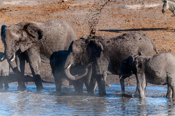 Elefante Cerca Del Agua Imagenes Fotos De Stock Libres De Derechos Depositphotos Elefante Cerca Del Agua Imagenes Fotos De Stock Libres De Derechos Depositphotos