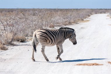 Burchell zebra - Equus quagga burchelli- Etosha ovalarında otluyor
