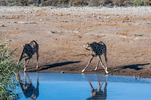 Girafas no Parque Nacional de Etosha — Fotografia de Stock