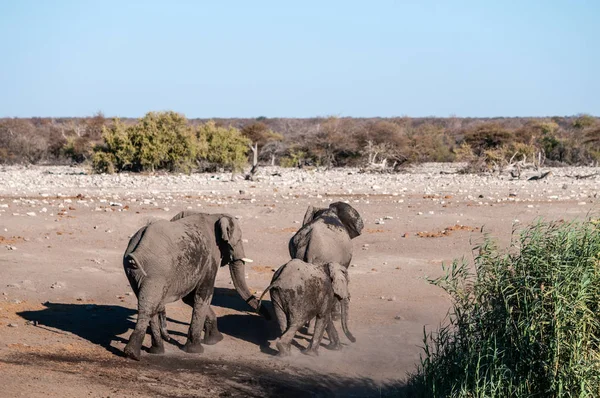 Una familia de elefantes africanos cerca de un abrevadero en Etosha — Foto de Stock