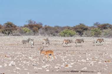 Zebralar ve İmpala Etosha 'da