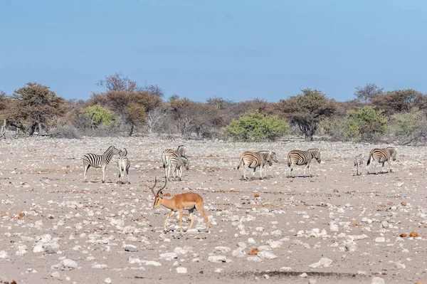 Zebre e Impala a Etosha — Foto Stock