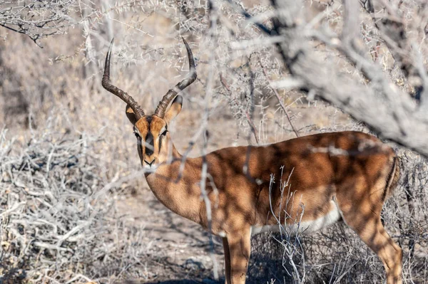 Un impala ascuns în spatele tufișurilor — Fotografie, imagine de stoc