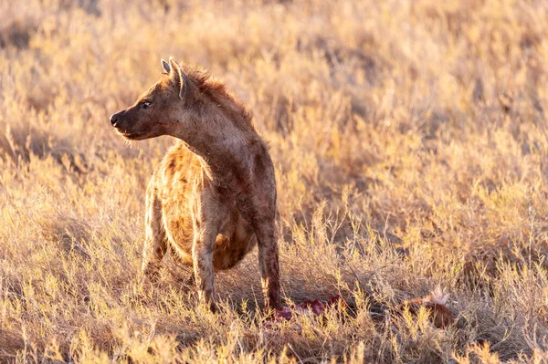 Manchado hiena con presa —  Fotos de Stock